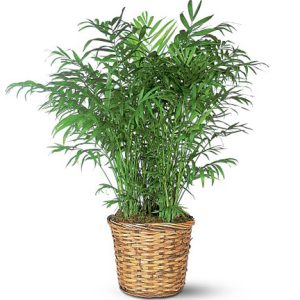 Spruce up any decor with the natural