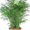 living beauty of an indoor tropical floor plant. For the best local value