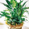 FTD Green Plants Basket - Image 2