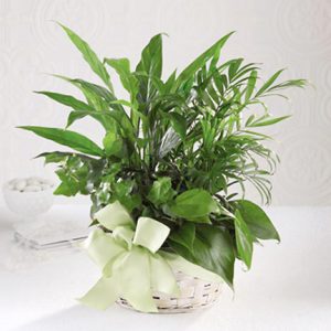 A generous assortment of hearty miniature indoor green plants combined in a tasteful basket planter. Long lasting