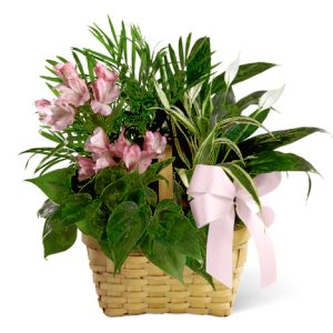 This long-lasting planter features a variety of hearty indoor green plants combined in a natural basket with fresh pink floral accents and trimmed with a matching bow. Popular for almost any occasion and a thoughtful sympathy expression