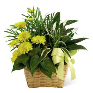 Send a gift of comfort