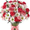 miniature carnations
