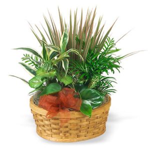 Our most popular green plant gift! Each features a custom assortment of indoor tropical green plants combined in a basket for the best quality and value. Long-lasting