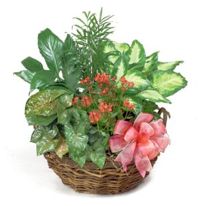 This basket of hearty indoor green plants is great for home or office and comes with a blooming plant or fresh flower accents