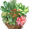 too. Each plant is in individually selected by our florists for the best overall value and composition. Florist delivery in the USA and Canada.