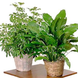 A wonderful long-lasting value. We individually select a decorative indoor green plant gift from our broad variety of tropical favorites to ensure you the best seasonal value. Florist delivery in the USA and Canada.