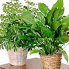Home or Office Floor Plant - Image 2