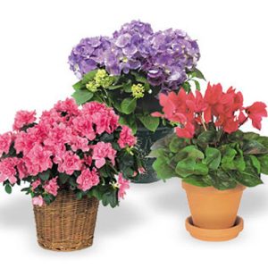 Send your warmest wishes for any occasion with a beautiful long-lasting flowering plant! For the best seasonal selection