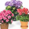 our florists will individually choose one premium plant just for you