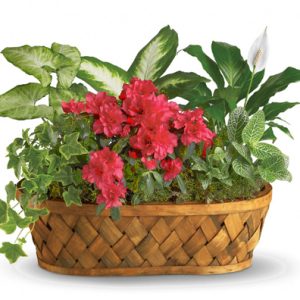 This long-lasting gift features a custom assortment of hearty indoor green plants combined with a colorful azalea or other seasonal blooming plant and nestled in a natural basket. Each is individually designed by our florists for the best local value and selection. Great for home