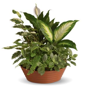 Send a living gift of beauty with this popular dishgarden of assorted tropical indoor green plants. Healthy