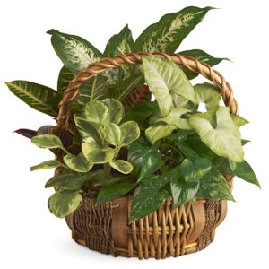 Go green with this long-lasting planter featuring a custom assortment of hearty indoor green plants