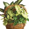 such as pothos