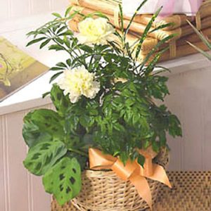 This popular gift features a long-lasting combination of hearty tropical green plants and just a hint of fresh flowers