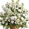 alstroemeria