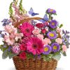 asters