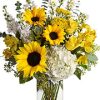 sunflowers