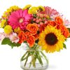 Gerbera diasies