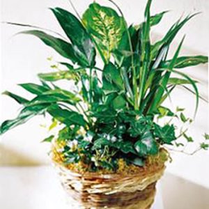 This long-lasting favorite features a hearty assortment of indoor green plants combined in a basket planter. Great for home or office. Florist delivery in the USA and Canada.